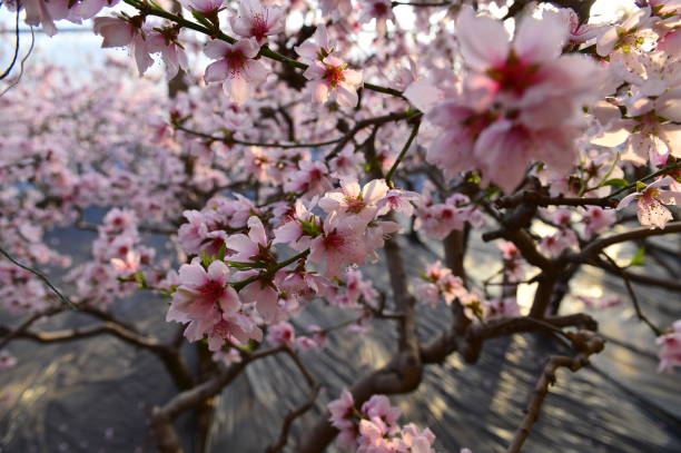 In full bloom in the peach blossom In full bloom in the peach blossom Nectarine stock pictures, royalty-free photos & images