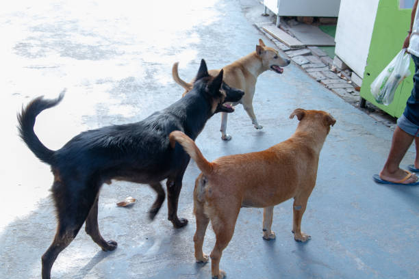 istock three dogs and the man 1138518774
