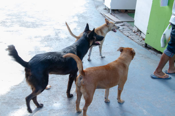 istock three dogs and the man 1138519396