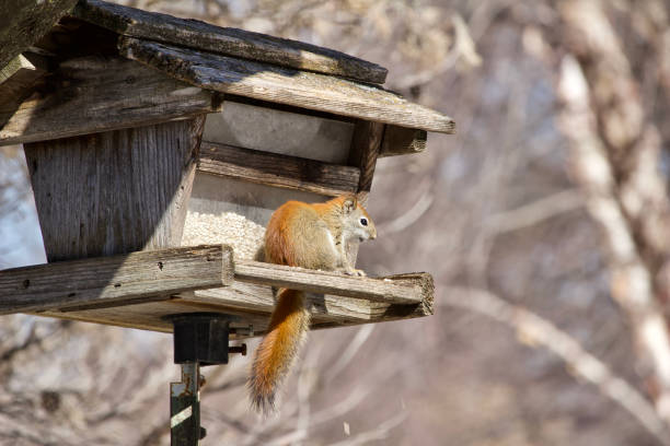 istock Close up view of a red tree squirrel exploring a rustic bird feeder 1138520327