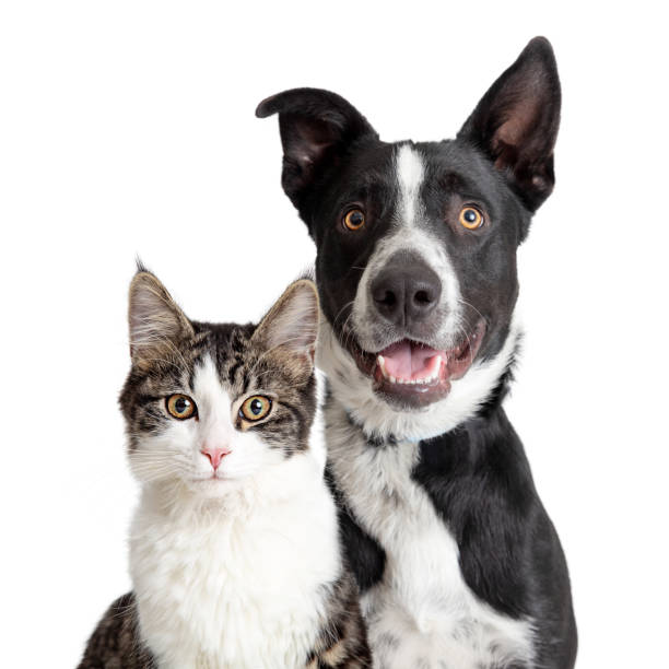 Happy Border Collie Dog and Tabby Cat Together Closeup Tabby  and white cat and Happy Border Collie crossbreed dog with smiling expression looking at camera mongrel dog stock pictures, royalty-free photos & images