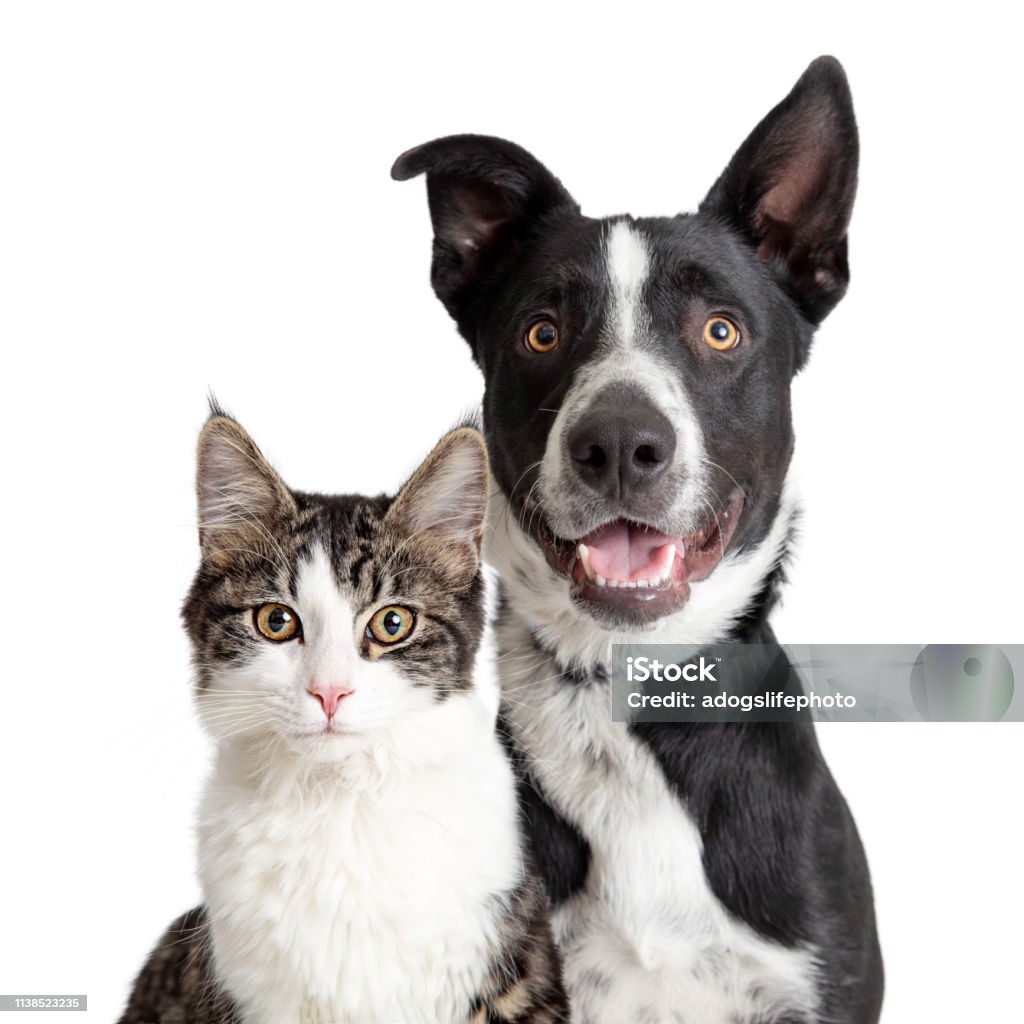 Happy Border Collie hund och tabby katt tillsammans närbild - Royaltyfri Hund Bildbanksbilder