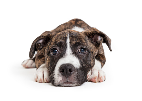 Cute young brindle puppy dog lying down on white looking at camera with sad expression