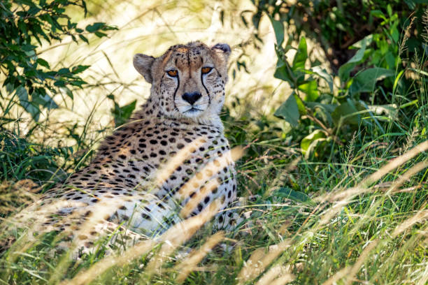 istock Cheetah in Grass in Kenya Africa 1138523408