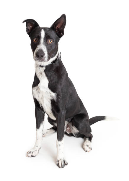 istock Border Collie Crossbreed Black and White Dog Sitting 1138523944