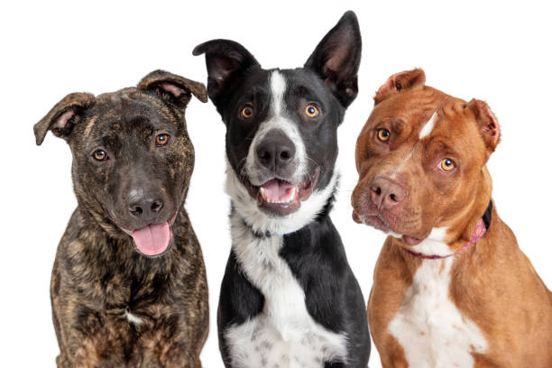 Three Big Happy Dogs Together Closeup
