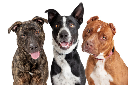 Closeup three mixed large breed dogs together over white background looking at camera