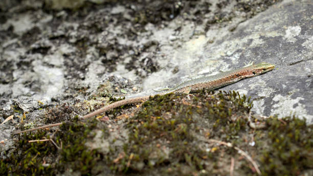 istock A lizard Lacerta Viridis with a broken paw is sitting on a stone. 1138527732