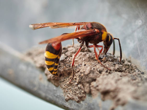 istock A large wasp Eumenes builds a nest from the ground. 1138527742