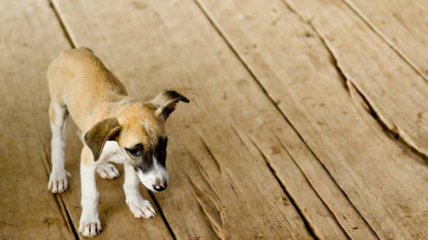 istock Stray puppy on wood floor 1138528443
