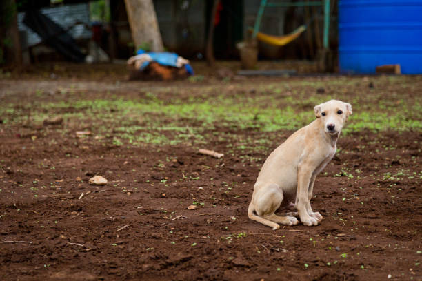 istock Stray dog on farm 1138528469