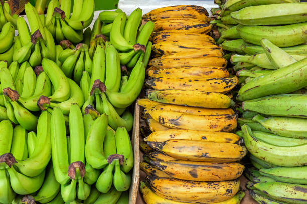 Different kinds of bananas Different kinds of bananas for sale at a market in Brixton, London brixton photos stock pictures, royalty-free photos & images