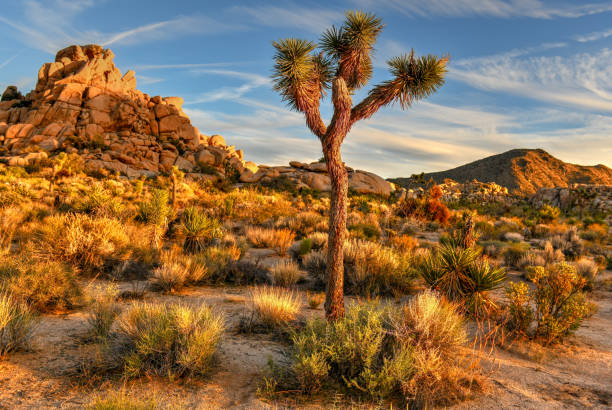 istock Joshua Tree National Park 1138537161