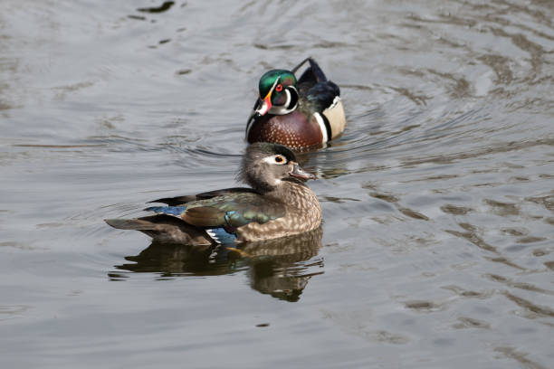 istock Wood duck pair tapping their bills and being close 1138539133