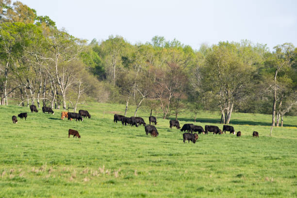 istock Angus herd in lush pasture in spring 1138540298