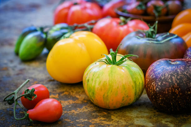 kolorowe pomidory scheda świeże z mojego ekologicznego ogrodu wiejskiego - heirloom tomato organic tomato rustic zdjęcia i obrazy z banku zdjęć