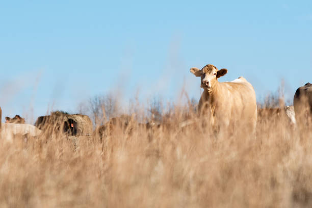 Low angle view of a blond beef cow in the distance as viewed through tall brown dead grass out of focus in the foreground.