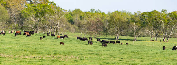 istock Panorama of beef cattle herd in lush pasture 1138541453