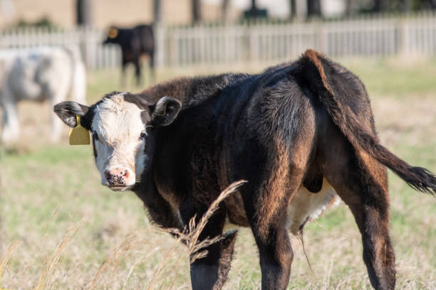 istock Black baldy bull calf 1138541818