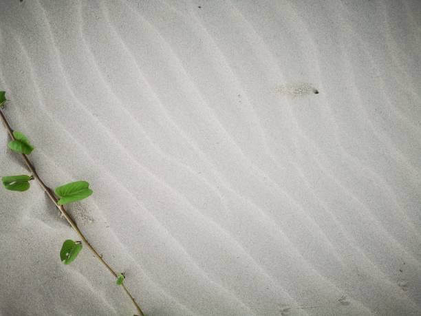 istock Background and macro shot of sandy beach. 1138541968