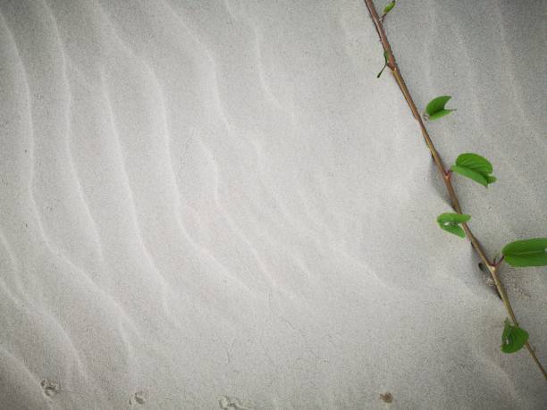 istock Background and macro shot of sandy beach. 1138542073