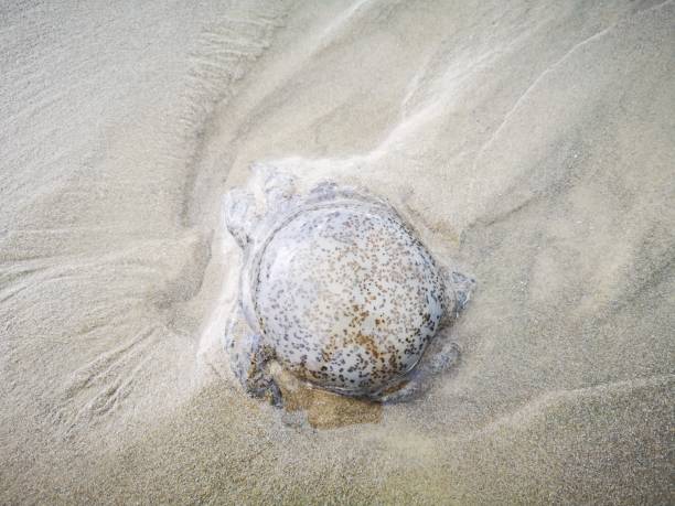 istock Jellyfish washed away during the low tide. 1138543260
