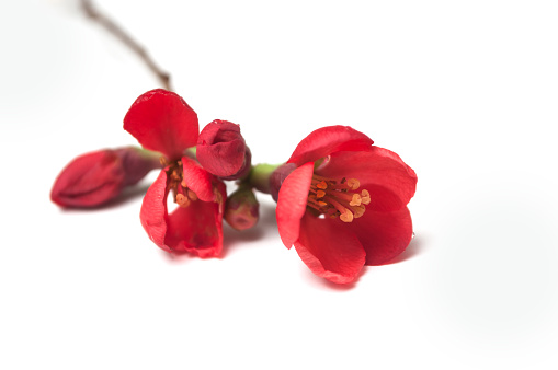 closeup of red japanese quince tree  of Chaenomeles on white background