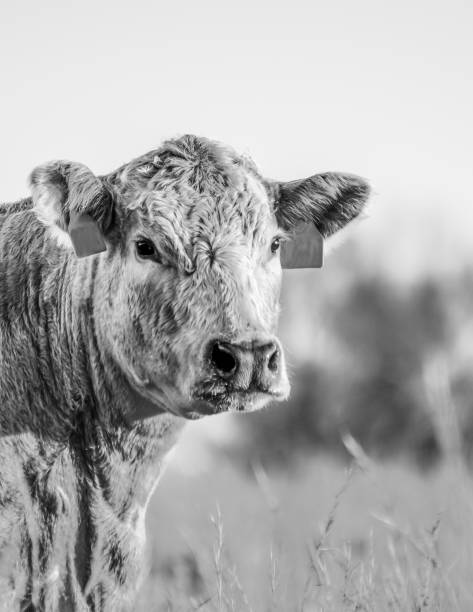 istock Beef cow head portrait BW 1138543512