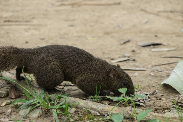 istock The squirrel is looking for food in the park. 1138544301