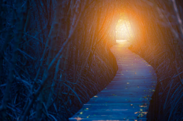 Tunnel of light Light in the end of the dark tree tunnel. Hope and life light at the end of the tunnel photos stock pictures, royalty-free photos & images