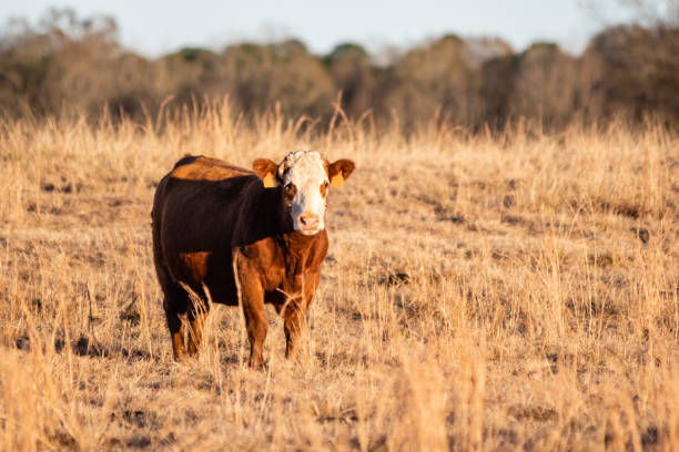 istock Simmental crossbred cow at golden hour 1138544578