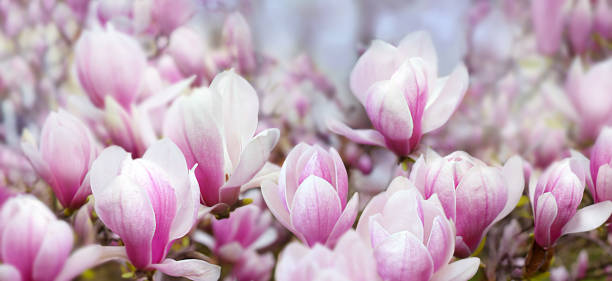 fondo primaveral con magnolias - tree magnolia vibrant color close up fotografías e imágenes de stock