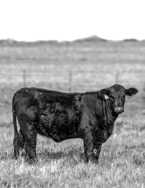 istock Angus cow portrait in BW 1138546013