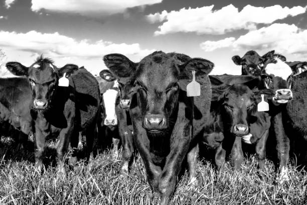istock BW heifers in pasture 1138546697
