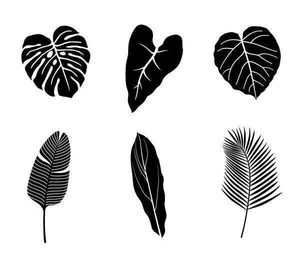 illustrations, cliparts, dessins animés et icônes de ensemble d'icônes de feuilles tropicales - îles mariannes du nord