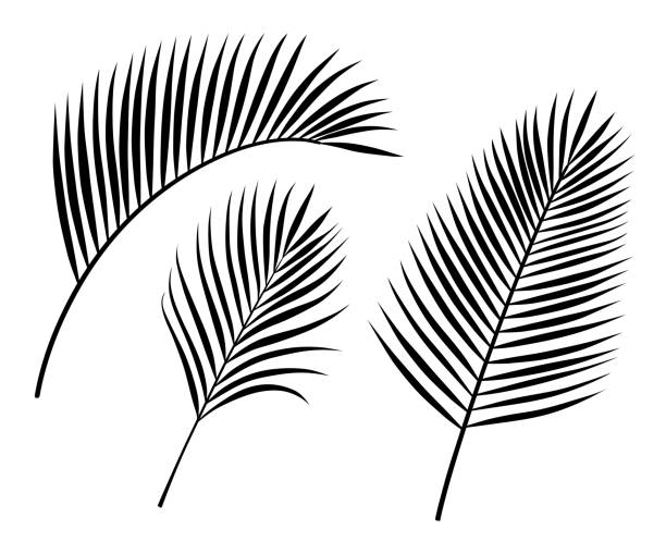 bildbanksillustrationer, clip art samt tecknat material och ikoner med illustrationen för palmblad - japansk paradis ö