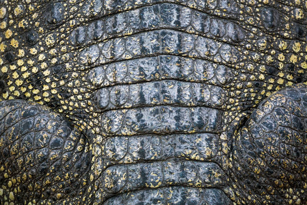 istock Details of crocodile skin. 1138546968