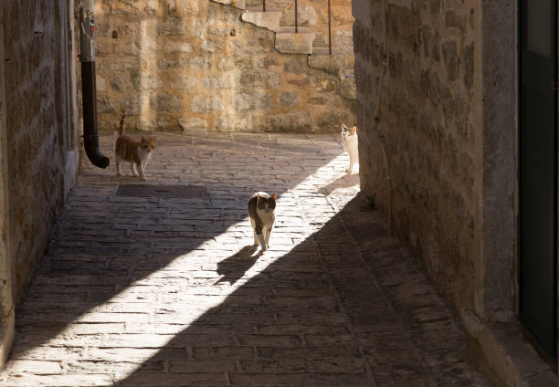 istock Cats in the Old Town in Budva 1138546976