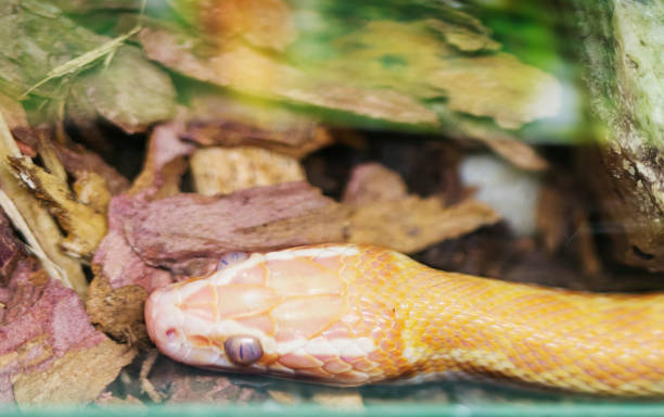 istock Brown House Snake. Albino. 1138548179