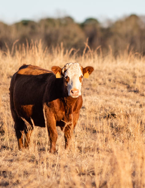 istock Simmental crossbred cow at golden hour 1138549381