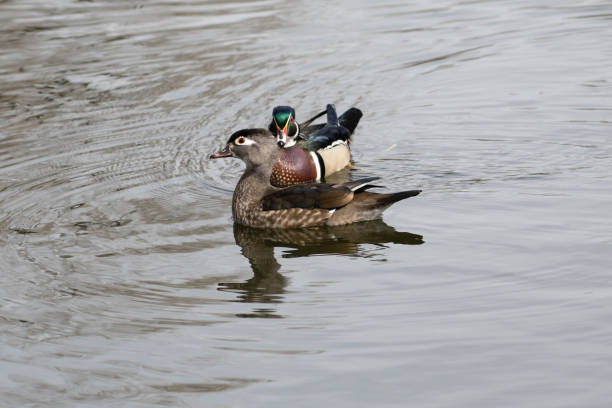 istock Wood duck pair tapping their bills and being close 1138549530