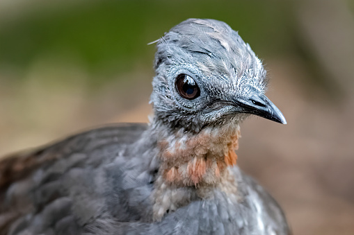 Superb Lyrebird close-up portrait (Menura novaehollandiae)