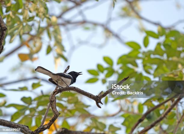 Nahe Auf Orientalisch Magpie Robin Auf Baumzweig Isoliert Auf Dem Hintergrund Stockfoto und mehr Bilder von Asien