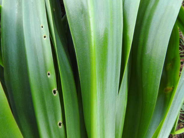 istock Green sea squill plant 1138550126