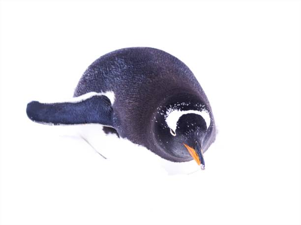 istock A penguin's walk in the snow 1138551375