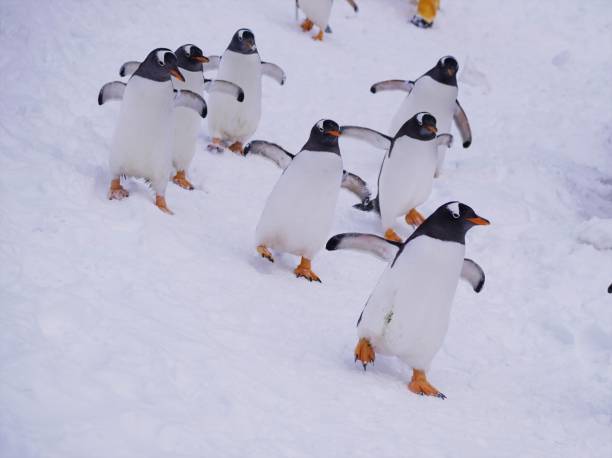 istock A penguin's walk in the snow 1138551379