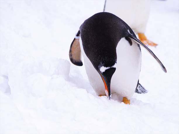 istock A penguin's walk in the snow 1138551394