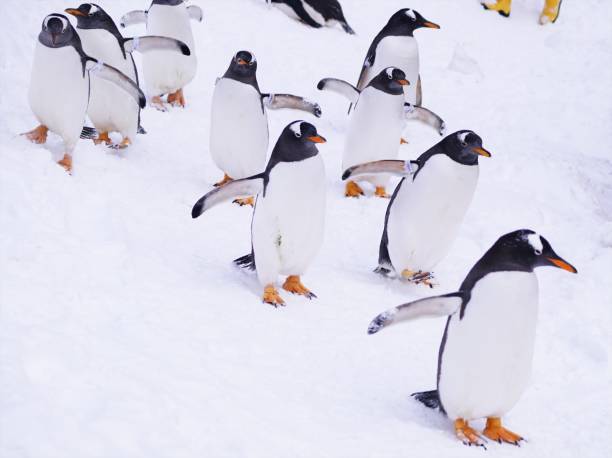istock A penguin's walk in the snow 1138551405