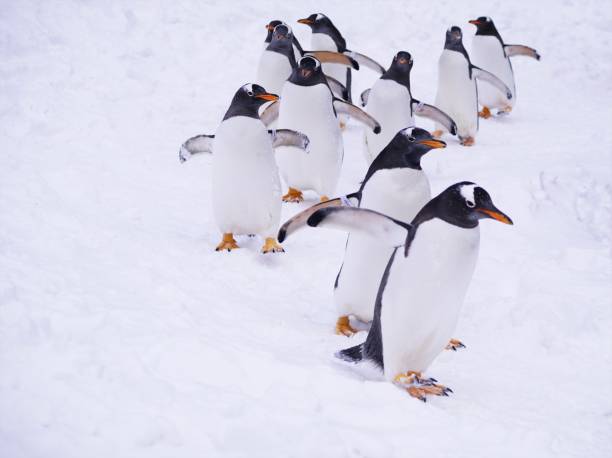 istock A penguin's walk in the snow 1138551449