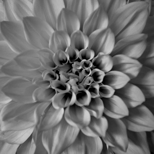 istock A large dahlia flower head in black and white 1138552359